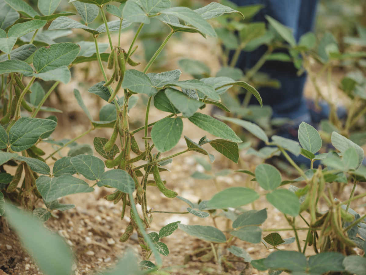 Florian Pessenlehner Soja