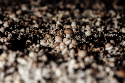 Cornelia Plank Bio-Pilze