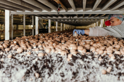 Cornelia Plank Bio-Pilze