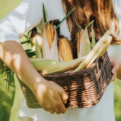 Jemand hält einen Korb mit Bio-Mais.