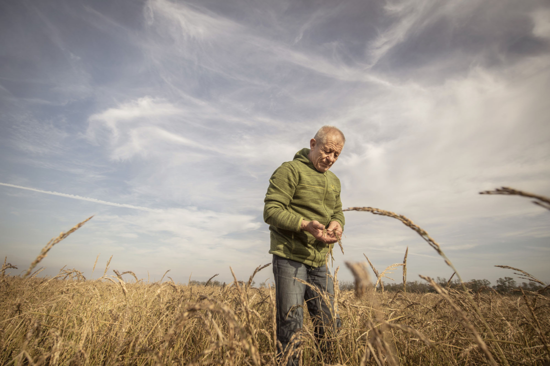 Exotisch und aus Österreich: Bio-Reis