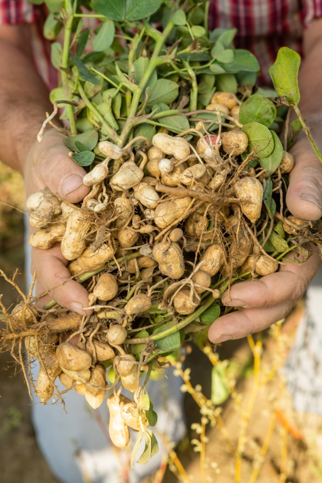 Geerntete Erdnüsse aus dem niederösterreichischen Raggendorf