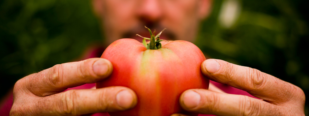 Eine Person hält mit beiden Händen einen großen Bio-Paradeiser.