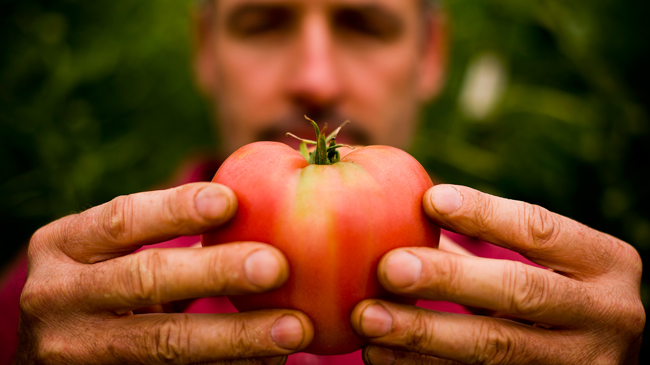 Eine Person hält mit beiden Händen einen großen Bio-Paradeiser.