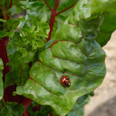 Ein Marienkäfer auf einem Blatt.