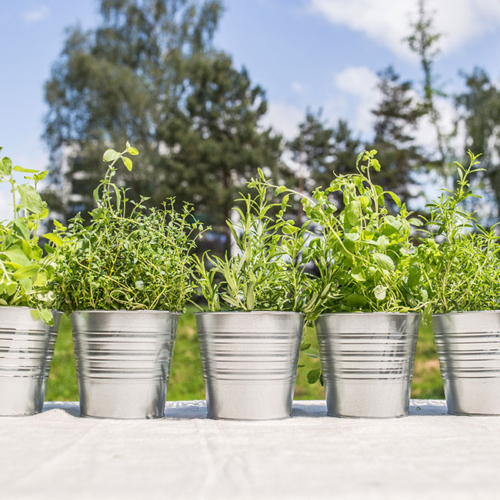 Bio-Kräuter in Töpfen.