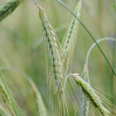 Nahaufnahme von Roggen.