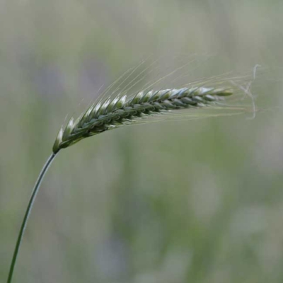 Nahaufnahme von Roggen.