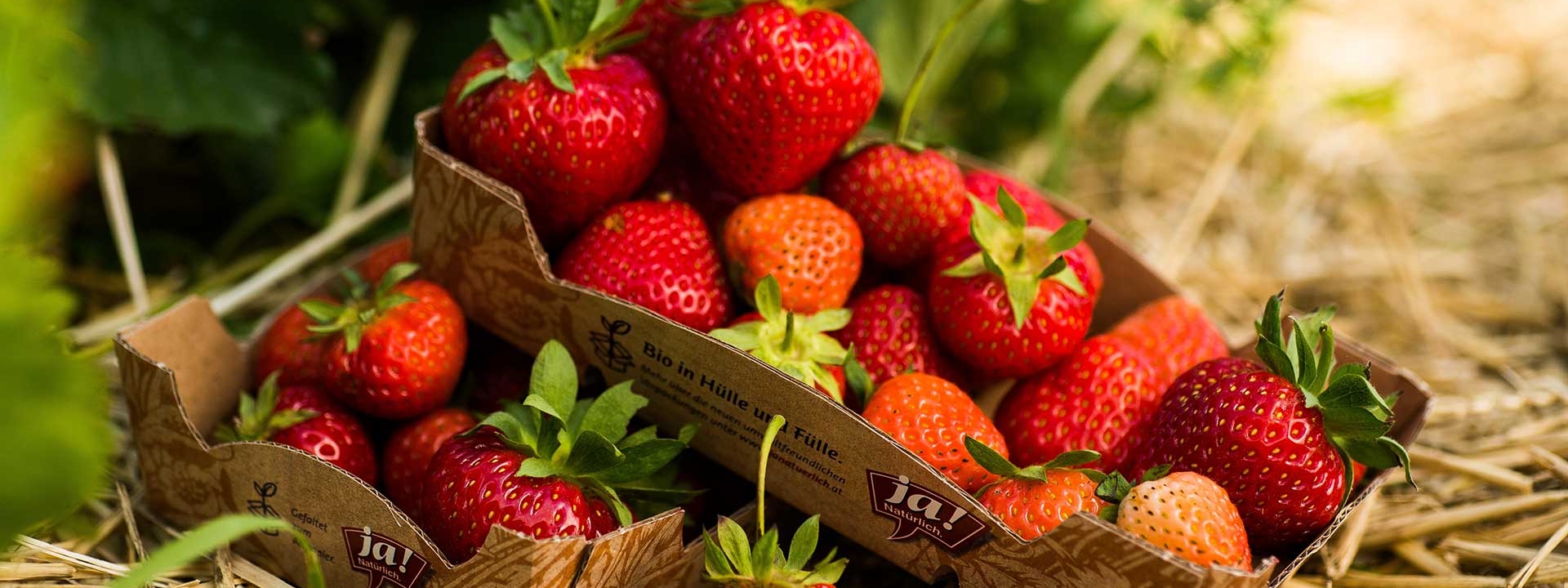 Zwei Kartontassen mit frischen Ja! Natürlich Bio-Erdbeeren sind im Freien auf Stroh ausgelegt.