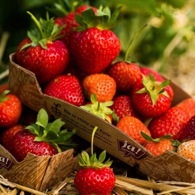 Zwei Kartontassen mit frischen Ja! Natürlich Bio-Erdbeeren sind im Freien auf Stroh ausgelegt.