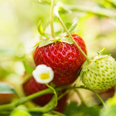 Eine Bio-Erdbeere am Stängel.