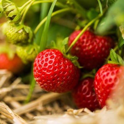 Nahaufnahme von reifen roten Bio-Erdbeeren an der Pflanze zwischen grünen Blättern.