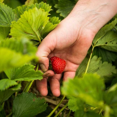 Eine Hand pflückt eine rote Bio-Erdbeere.