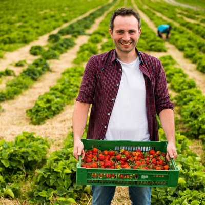 Bio-Bauer Robert Strohmaier lächelt und hält Bio-Erdbeeren auf einem Feld.