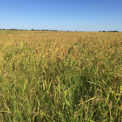 Landschaft mit einem Reisfeld.