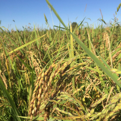 Landschaft mit einem Reisfeld.