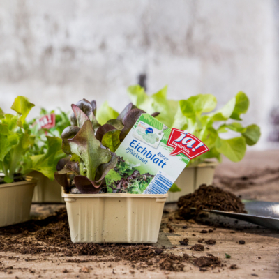 Ein Karton/Topf mit Ja! Natürlich Bio-Roter-Eichblatt-Pflücksalat.