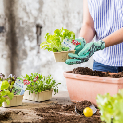 Jemand pflanzt Ja! Natürlich Bio-Kopfsalat in einen Topf.