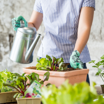 Jemand gießt Ja! Natürlich Bio-Salat in einen Topf.