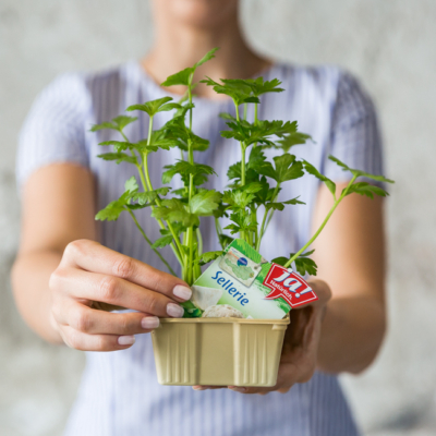 Jemand hält Ja! Natürlich Bio-Sellerie im Topf.