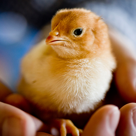 Jemand hält ein Bio-Küken.