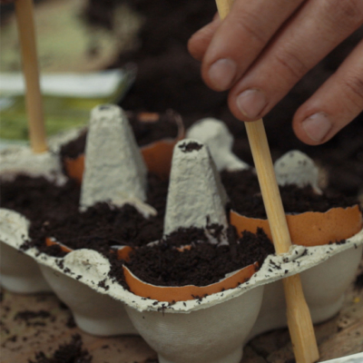 Jemand steckt dünne Holzstäbe in einen Eierkarton, befüllt mit Eierschalen.