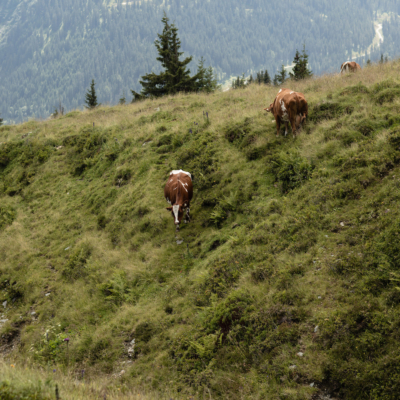 Eine Wiese mit Kühen.