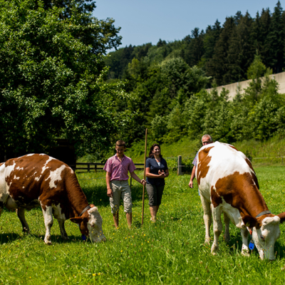 Bio-Kühe auf der Wiese.
