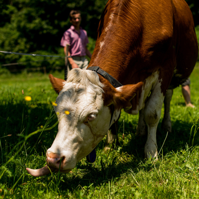 Eine Bio-Kuh grast.