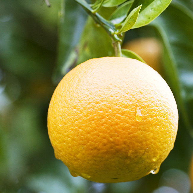 Vitamin-C reiche Zitrusfrüchte in Bio-Qualität aus dem sonnigen Süden