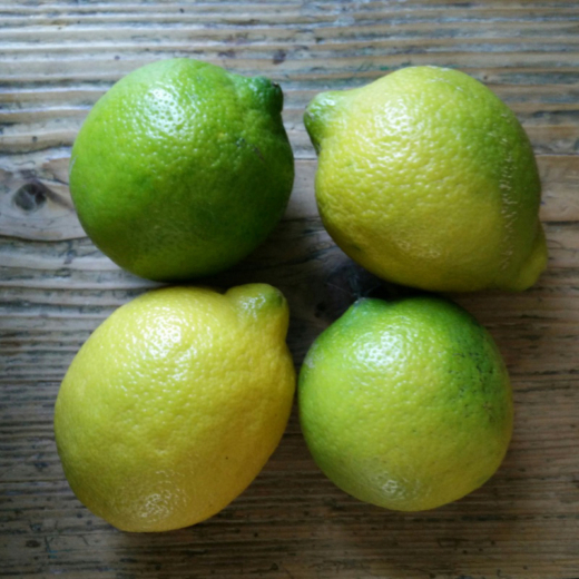 Vier Bio-Limetten.