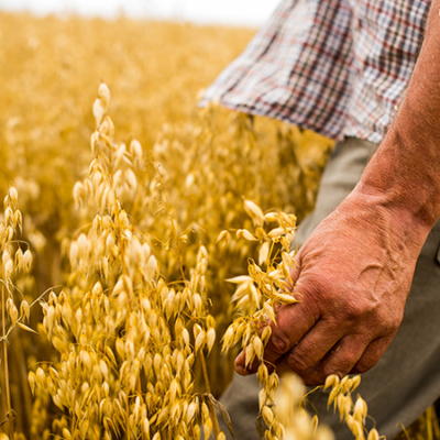 Jemand geht durch ein Weizenfeld.