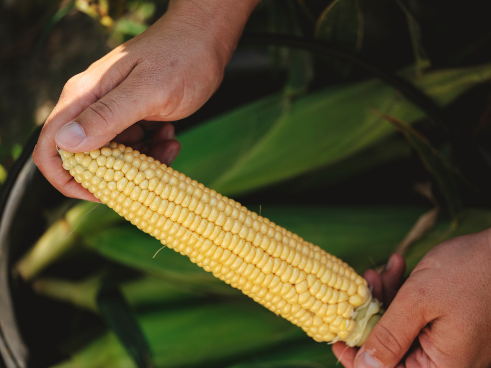 Bio-Zuckermais aus Österreich ist wieder da