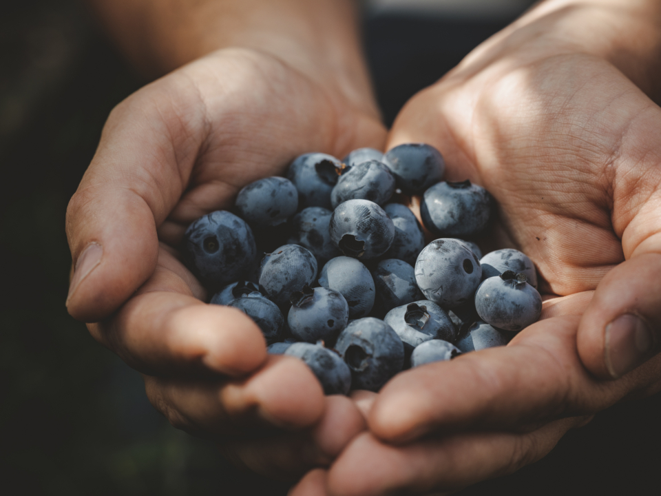 Heidelbeeren – gesund und vitaminreich