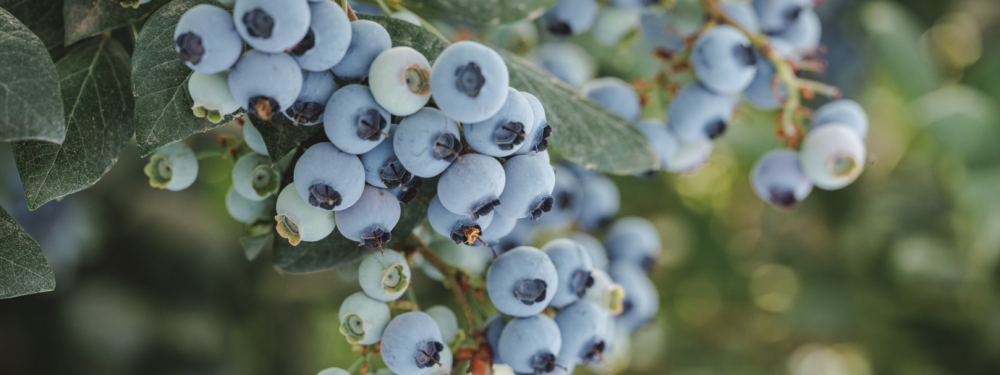 Bio-Heidelbeeren Manfred Schneider
