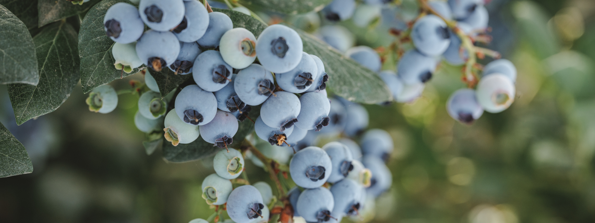 Bio-Heidelbeeren Manfred Schneider