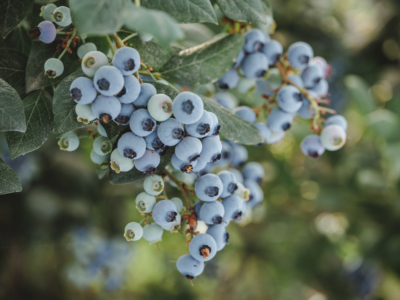 Bio-Heidelbeeren Manfred Schneider