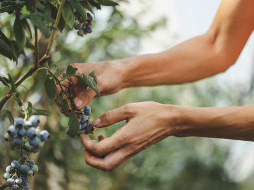 Bio-Heidelbeeren Manfred Schneider