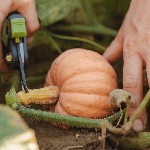 Miss Sophie Pink Kürbis wird abgeschnitten
