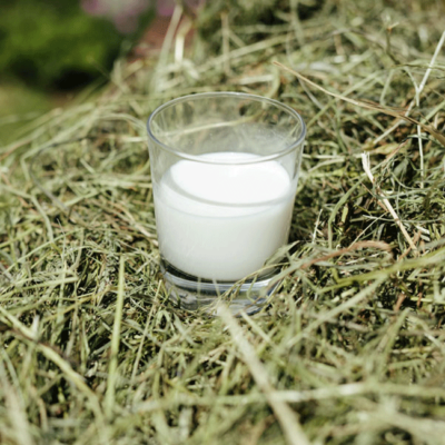 Ein Glas Bio-Milch auf getrocknetem Heu.