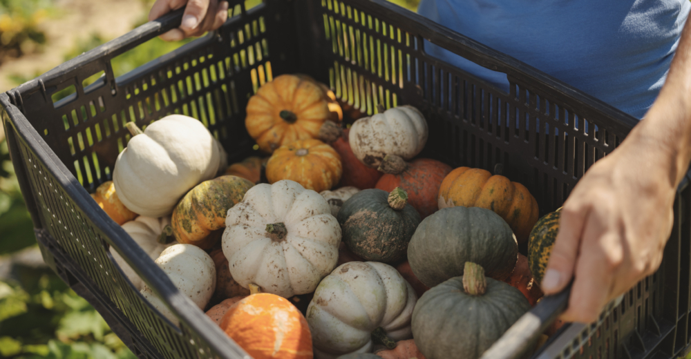 Elena Figl trägt schwarze Kiste mit bunten Bio-Kürbissen