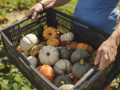 Elena Figl trägt schwarze Kiste mit bunten Bio-Kürbissen