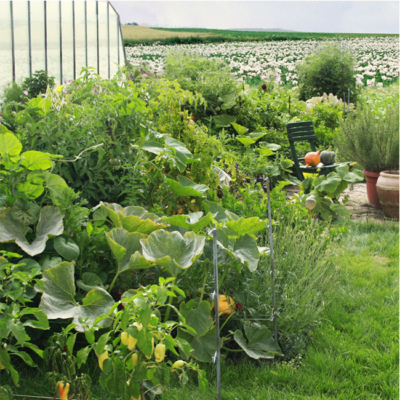 Gemüsegarten mit grünen Pflanzen.