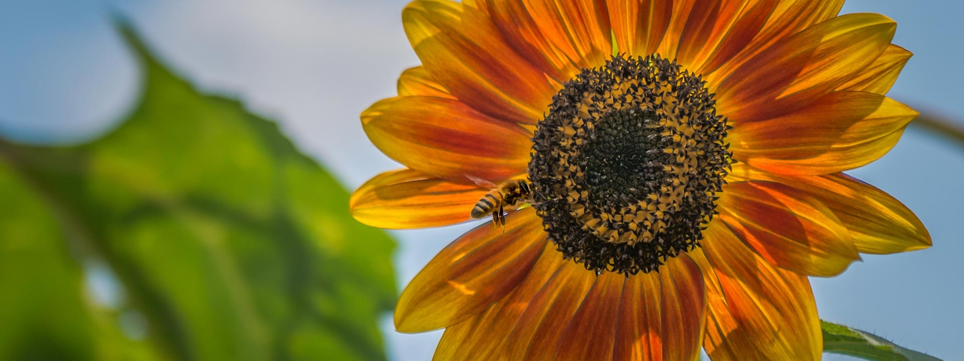 Nahaufnahme einer Biene, die auf eine Sonnenblume zufliegt.