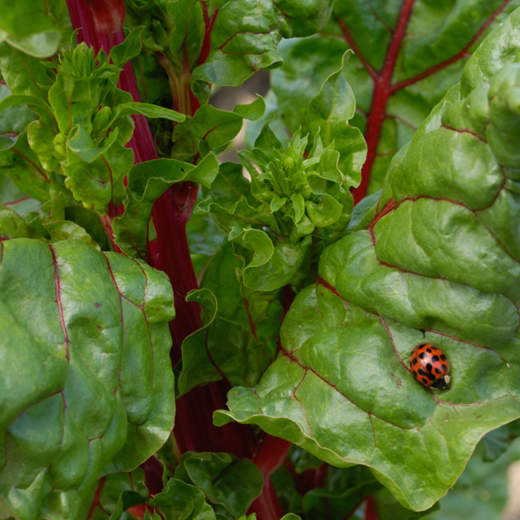 Nahaufnahme eines Marienkäfers auf einem Salatblatt.