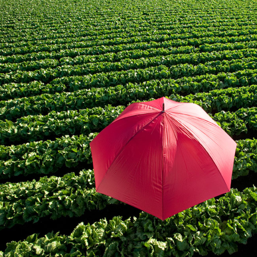 Ein roter Regenschirm in einem Feld.