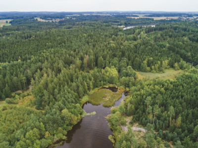 Eine Vogelperspektive eines Waldes.