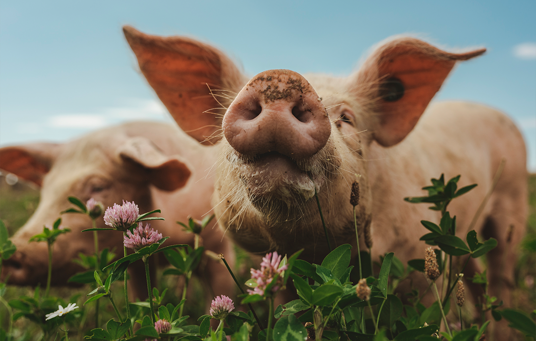 Freilandschwein