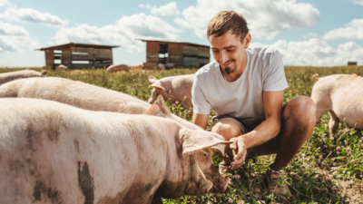 Jemand streichelt ein Bio-Schwein.