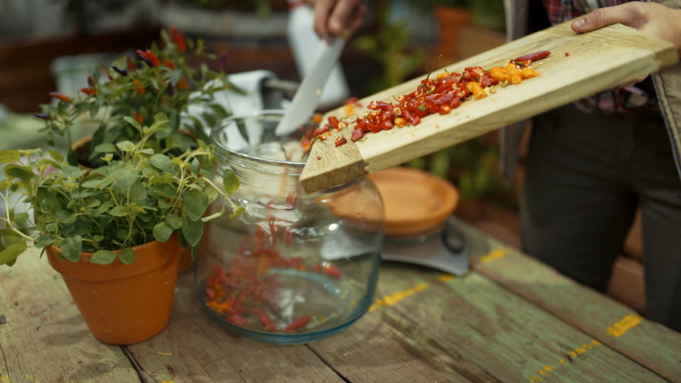 Bio-Garten Tutorial: Chili-Knoblauch-Sud gegen Schädlinge & Pilzkrankheiten